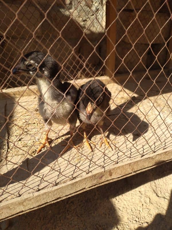 Thai chicks pair 0