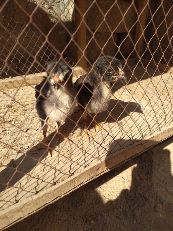 Thai chicks pair 1