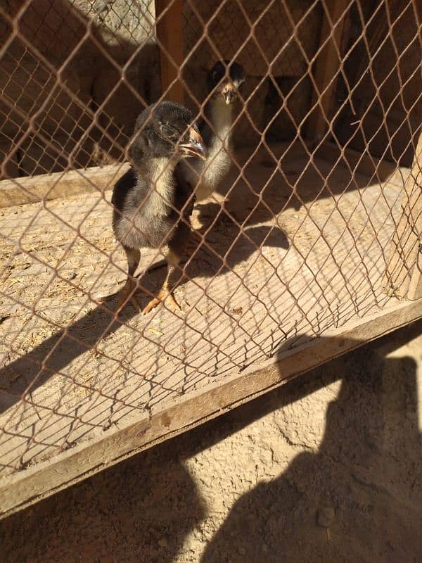 Thai chicks pair 2