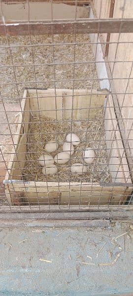 silki fresh eggs avlble 2