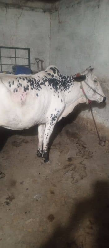 fatha gangi cow tyar sona wali 10 din lati ha 0