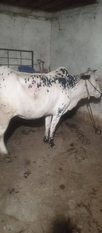 fatha gangi cow tyar sona wali 10 din lati ha 1