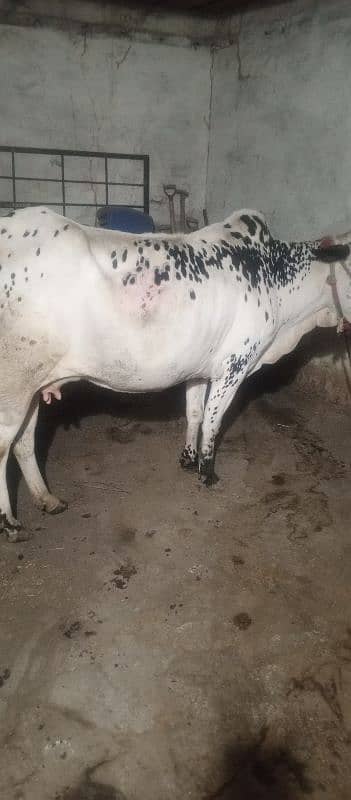 fatha gangi cow tyar sona wali 10 din lati ha 2