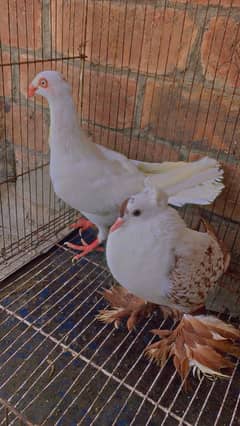 Pigeon Young Breeder Females Swallow And Danish