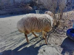 pure Turkish dumba from the mountains of Balkh Afghanistan.