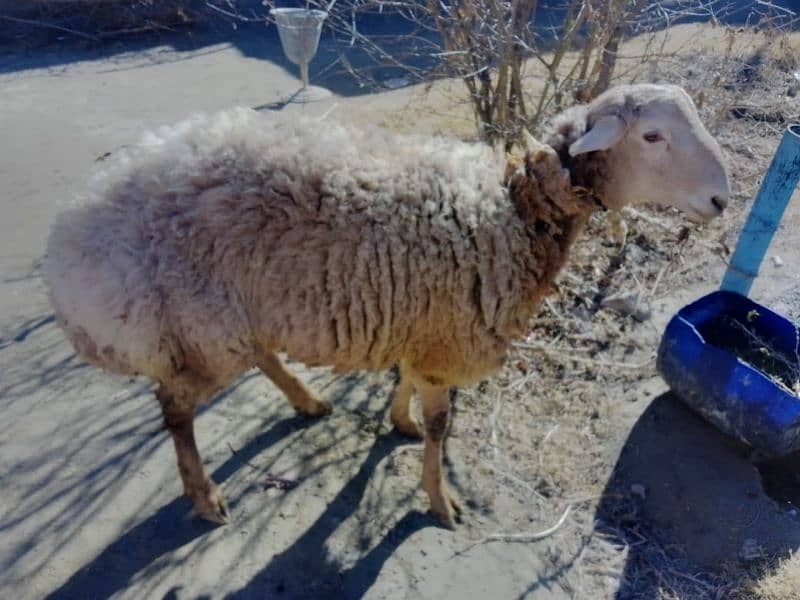 pure Turkish dumba from the mountains of Balkh Afghanistan. 3