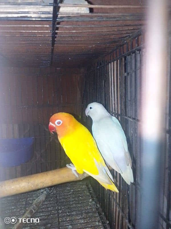 albino black eye female latino male split ino blue pair 0