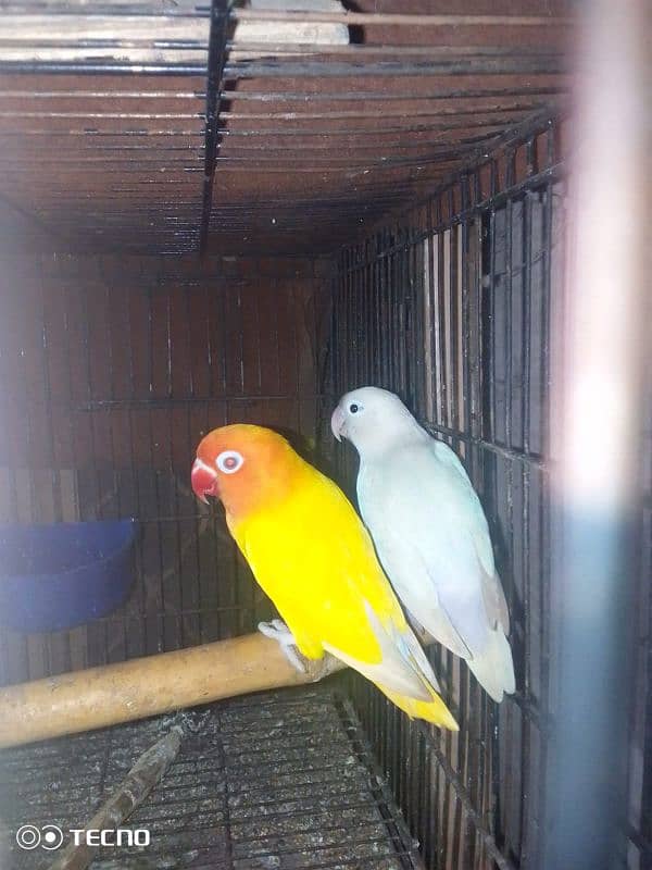 albino black eye female latino male split ino blue pair 6