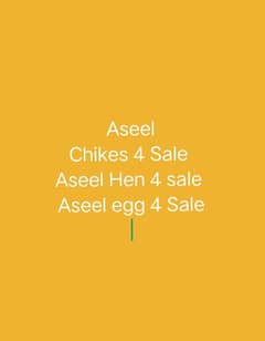 Aseel Chikes Sale