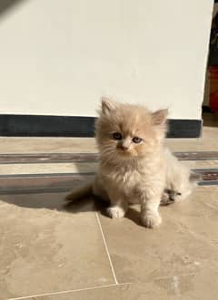 cute odd eyes persian kittens for sale