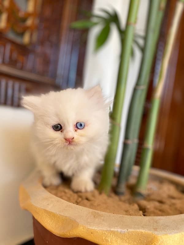 cute odd eyes persian kittens for sale 1