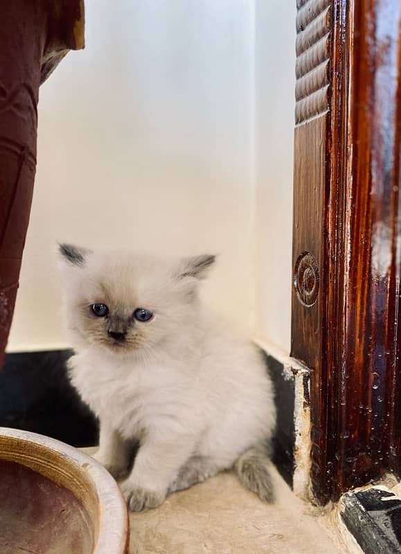 cute odd eyes persian kittens for sale 2