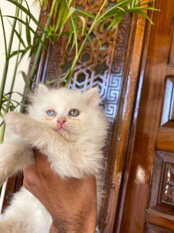 cute odd eyes persian kittens for sale 3