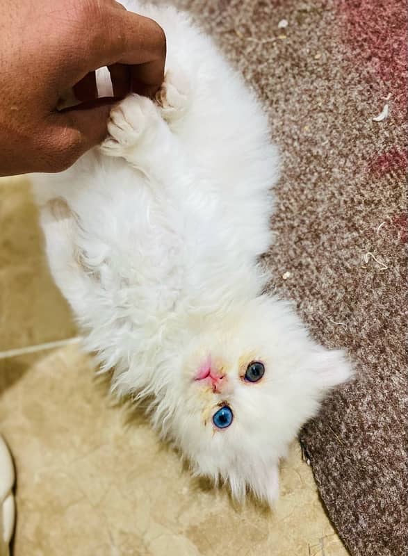 cute odd eyes persian kittens for sale 4