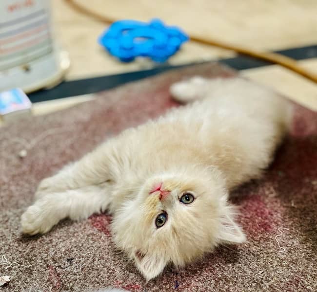 cute odd eyes persian kittens for sale 5