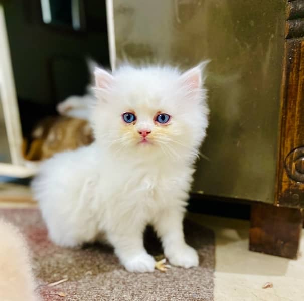 cute odd eyes persian kittens for sale 6