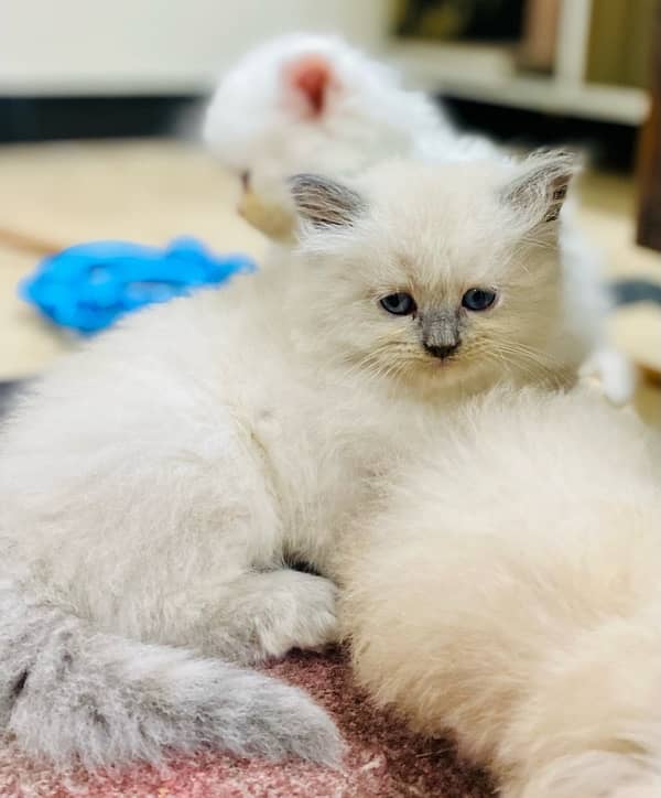 cute odd eyes persian kittens for sale 7