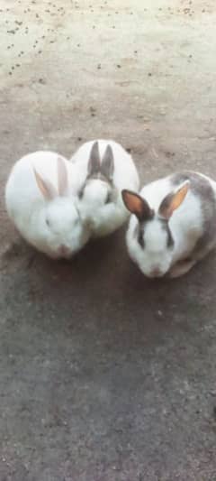 Rabbits for Sale