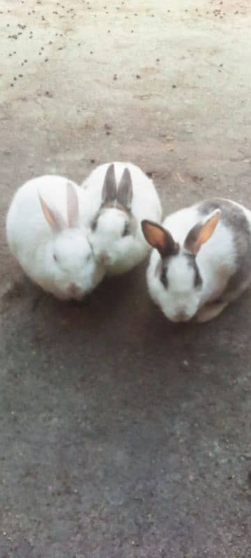 Rabbits for Sale 0