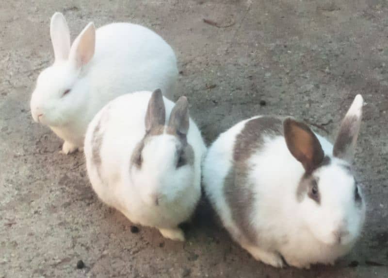 Rabbits for Sale 1