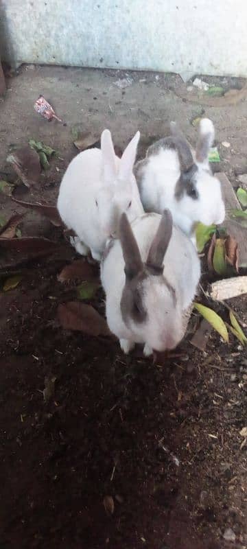 Rabbits for Sale 2