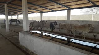 1000 Guz Farming Plot for Sale Cattle, Goat Poultry, Fish, Dairy Farms