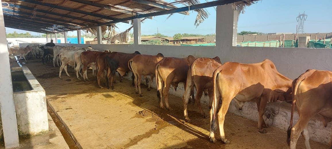 1000 Guz Farming Plot for Sale Cattle, Goat Poultry, Fish, Dairy Farms 2