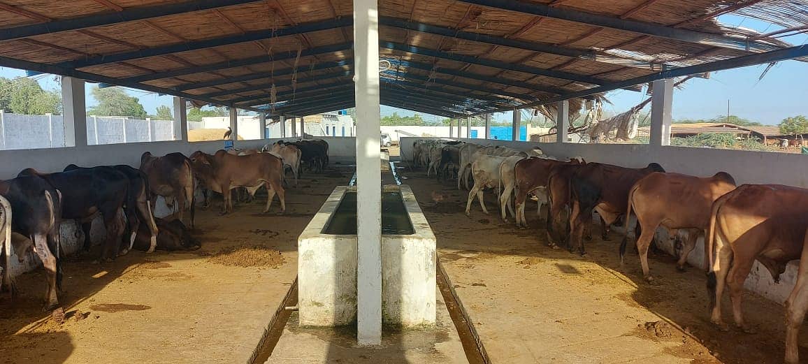 1000 Guz Farming Plot for Sale Cattle, Goat Poultry, Fish, Dairy Farms 14