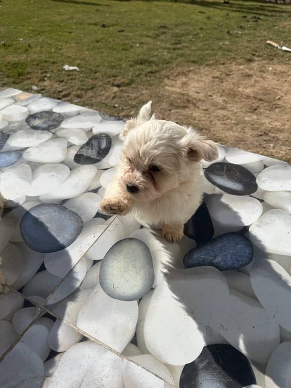 Maltese puppies 2