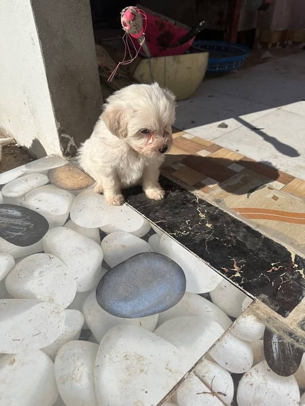 Maltese puppies 5