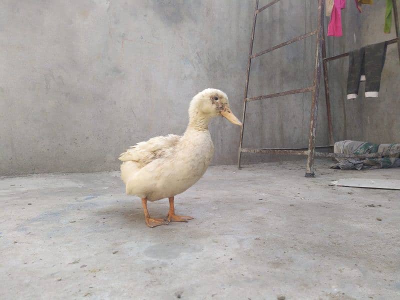 Home Grown White Duck For Sale. 0