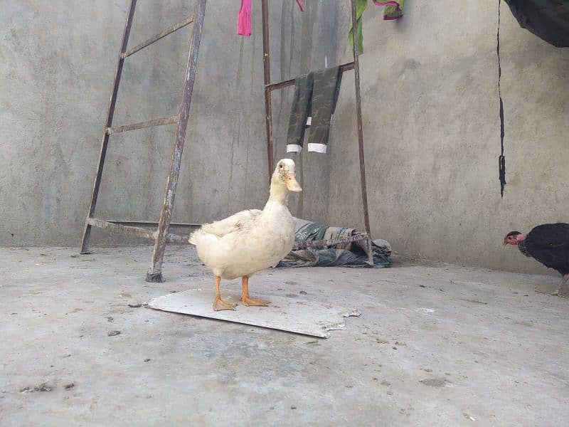 Home Grown White Duck For Sale. 1