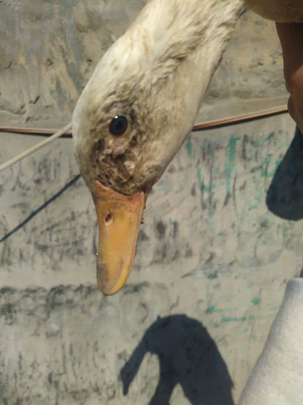 Home Grown White Duck For Sale. 3