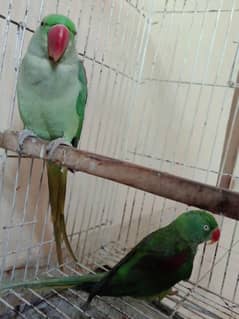 raw parrots for sale