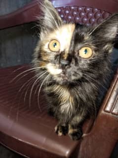 Persian Kitten For Sale In Jamshoro