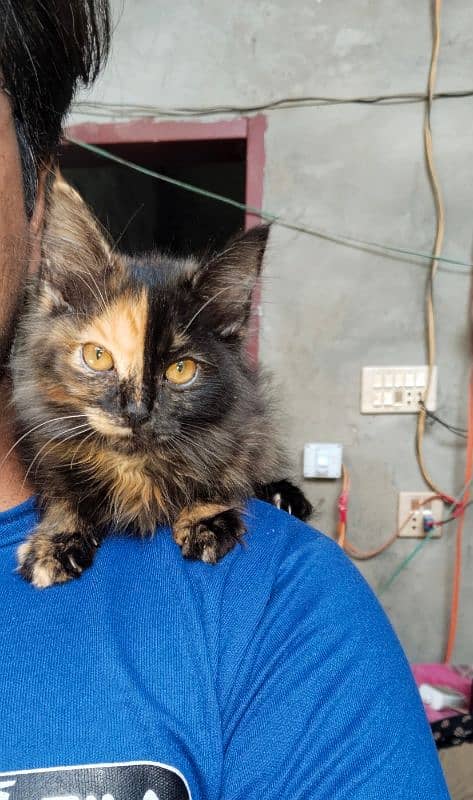 Persian Kitten For Sale In Hyderabad 2