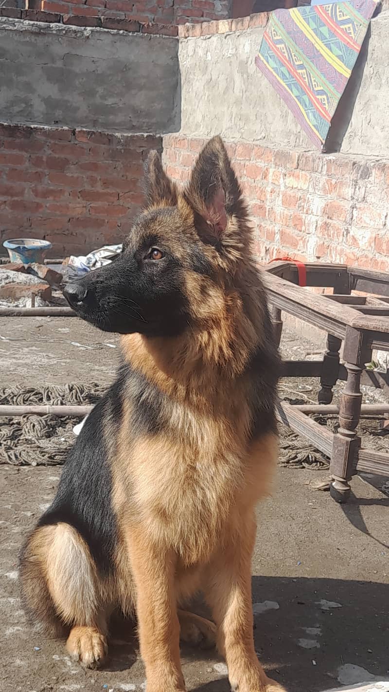 top quality German shepherd ll long coat female ll far sale 1