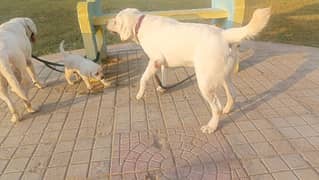 male white pedigree labrador