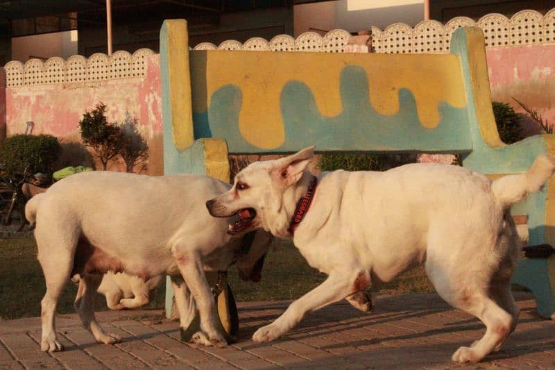 male white pedigree labrador 1