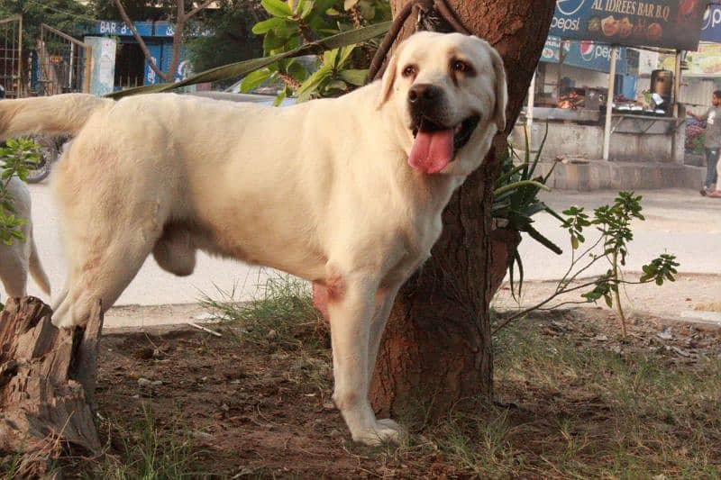 male white pedigree labrador 2