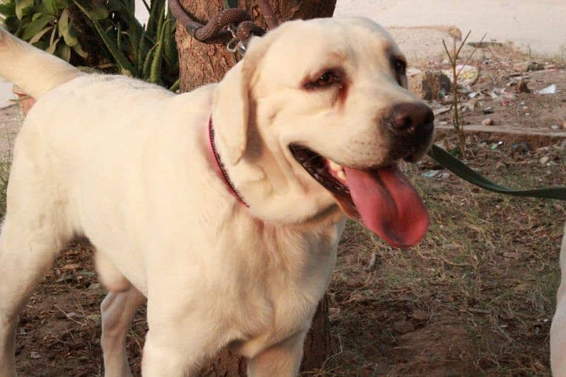 male white pedigree labrador 3