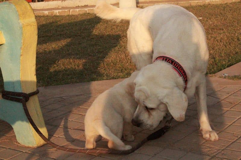 male white pedigree labrador 4