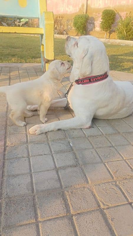 male white pedigree labrador 5