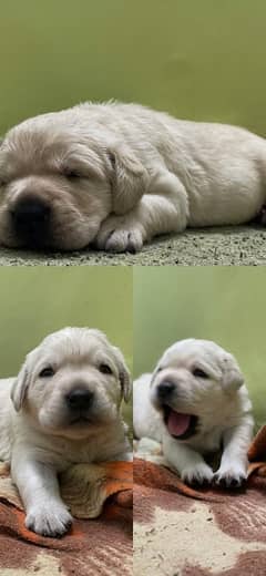 Labrador puppies