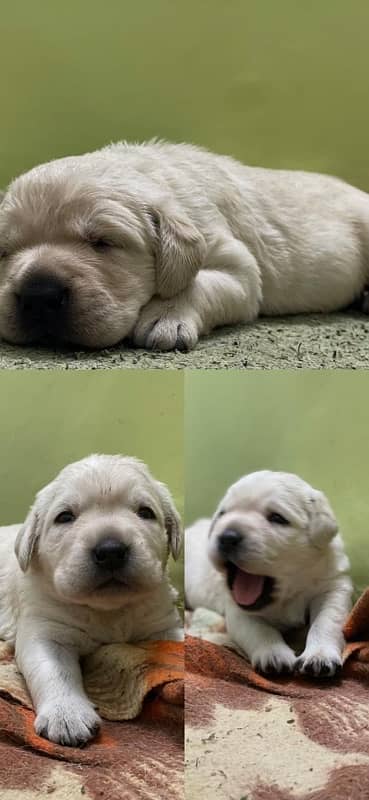 Labrador puppies 0