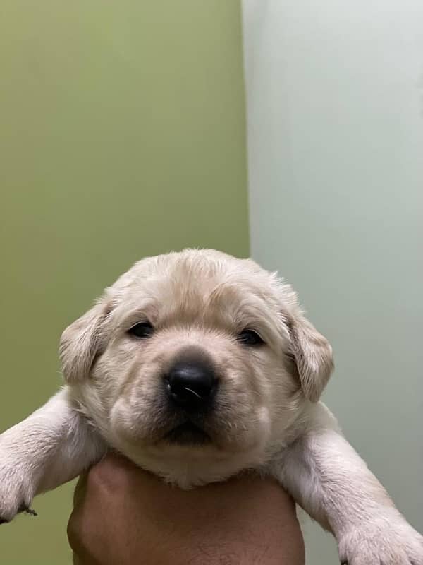 Labrador puppies 1