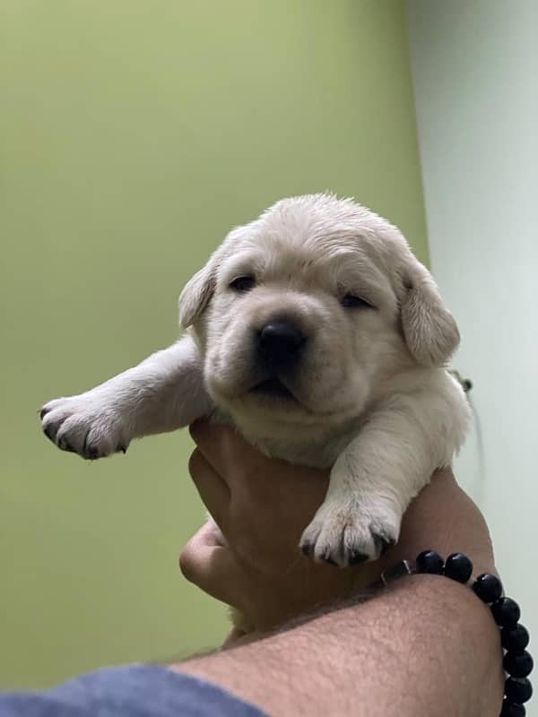 Labrador puppies 2