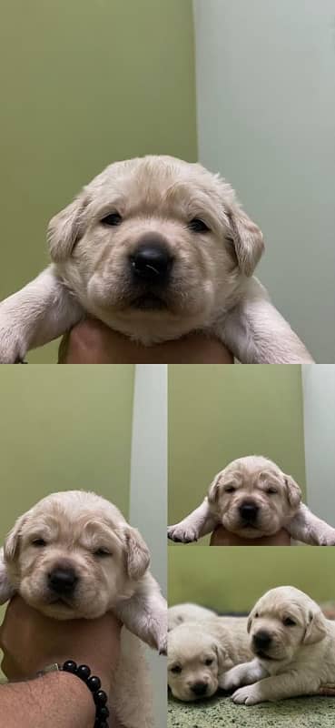 Labrador puppies 3