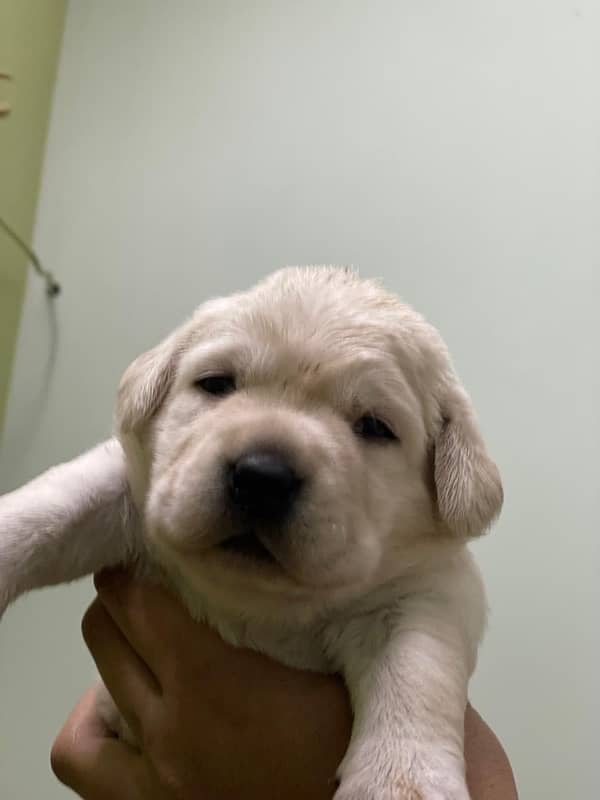 Labrador puppies 4