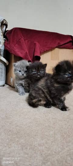 Persian Kittens | Triple coated Kitten | semi punch face